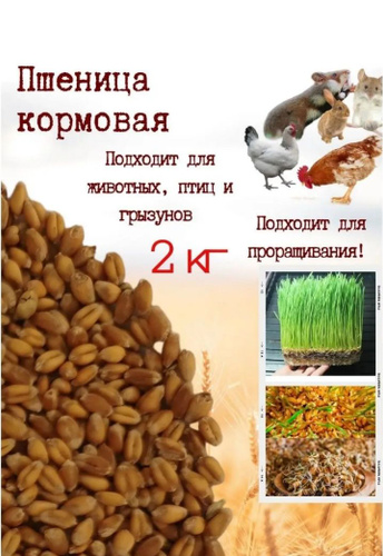 Зерно пшеницы, кормовая пшеница - купить с доставкой по выгодным ценам ...