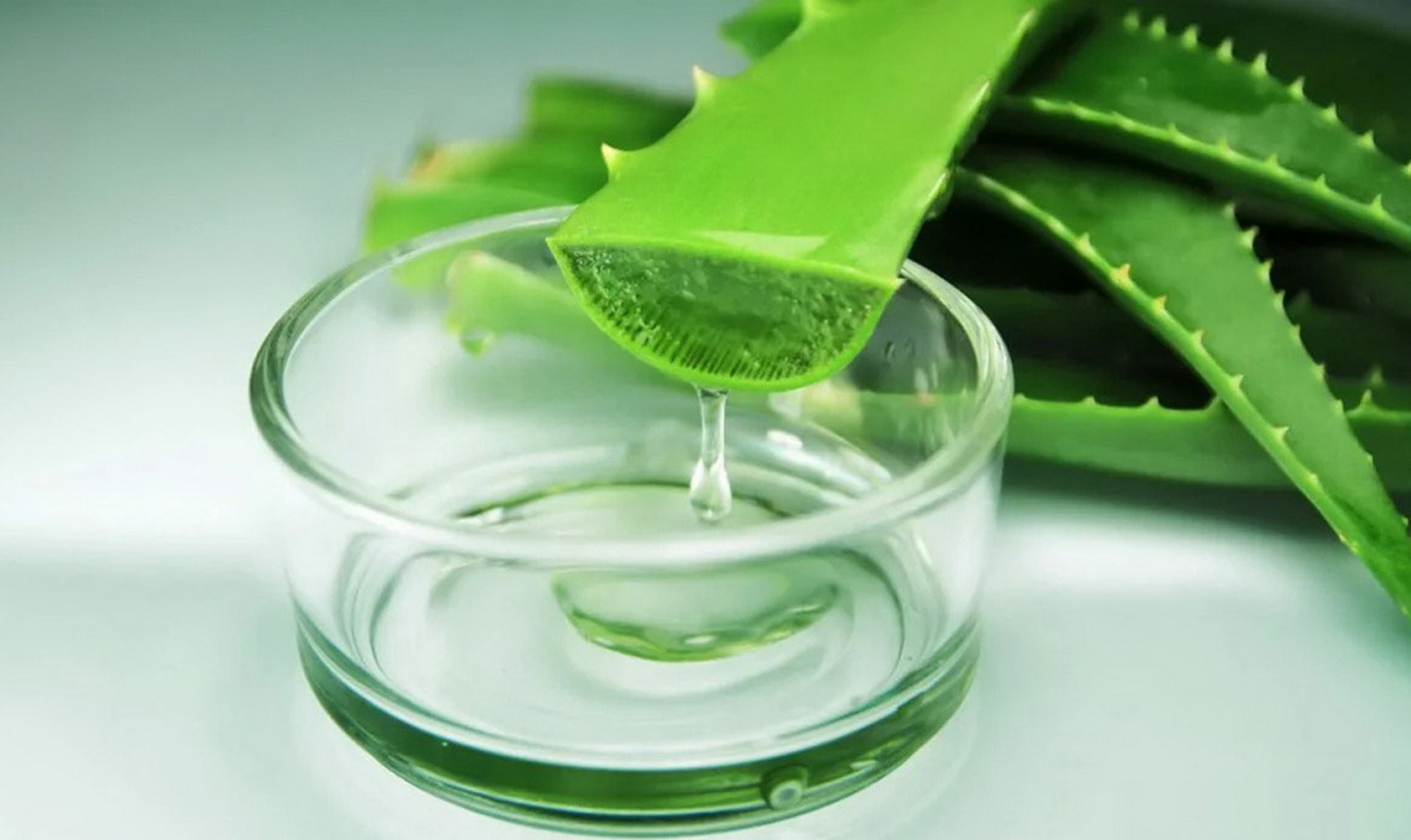 Aloe vera. Алоэ Вера Aloe Vera. Сок листьев алоэ Вера. Экстракт листьев алоэ Вера. Aloe Vera сок алоэ.