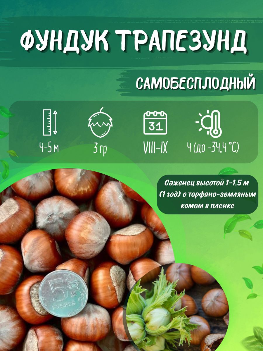 Сорады оның мүшесі торрент француз