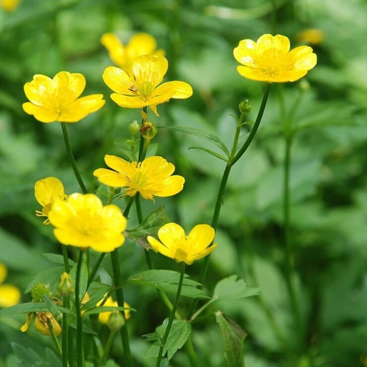 Лютик (Ranunculus L.)