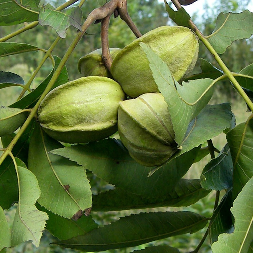 Плодовые разные Орешка Орех - купить по выгодным ценам в интернет-магазине OZON (215641882)