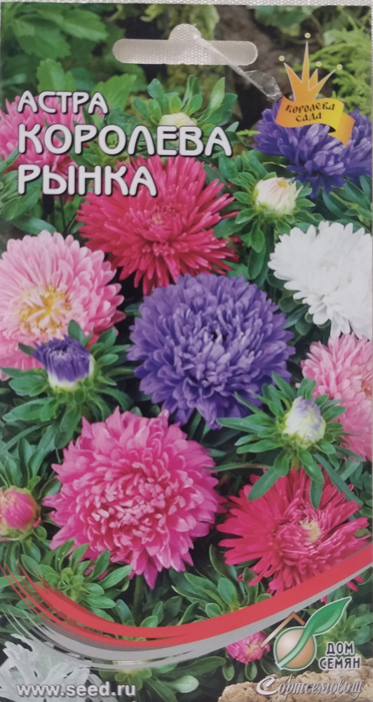 Декоративные разные, Астры однолетние Дом Семян Астра Королева Рынка ...