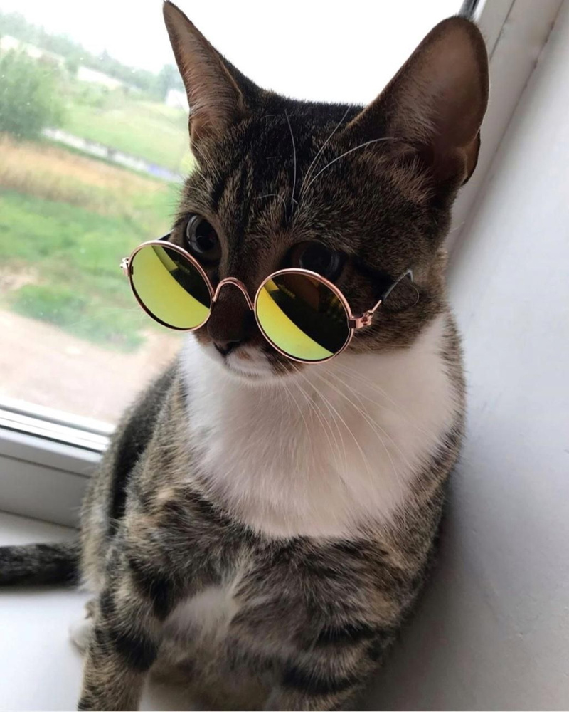 Солнцезащитные очки для кошек, для собак, стильный аксессуар для кошек, для  животных, для фото. - купить с доставкой по выгодным ценам в  интернет-магазине OZON (243713908)