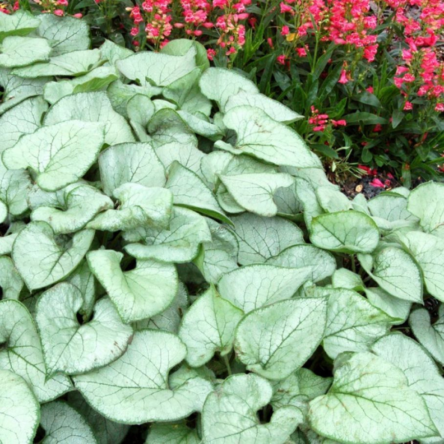 Бруннера крупнолистная 'looking Glass' Brunnera macrophylla 'looking Glass'