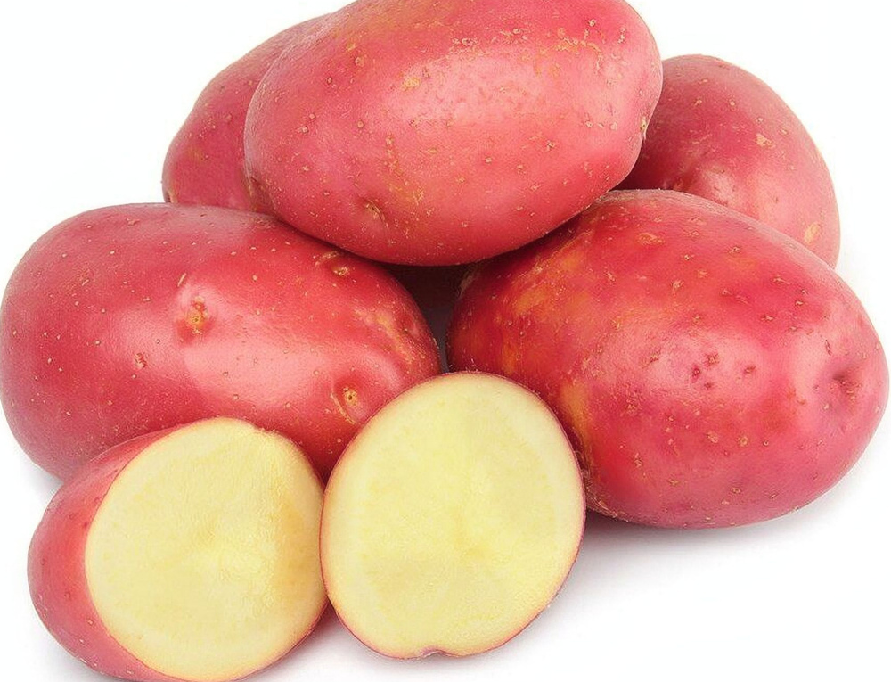 Розара картофель купить описание сорта. Картофель красный. Картофель красный мытый 2.5 пятёрочка.
