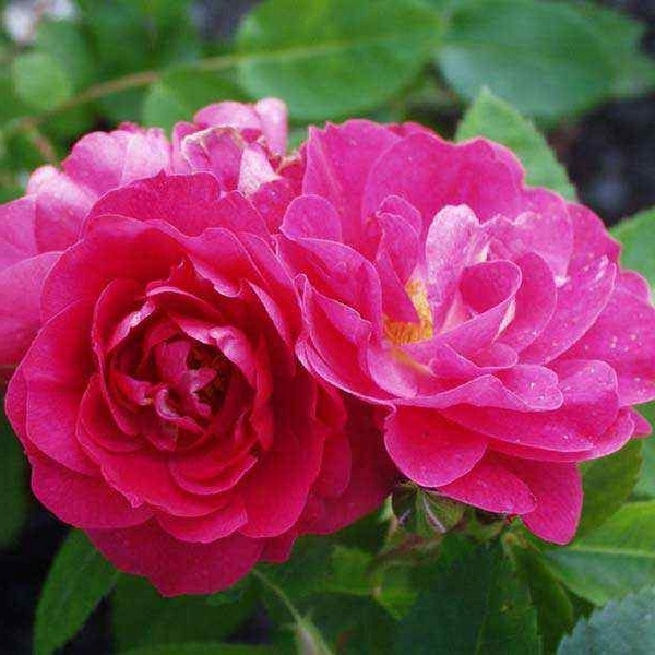 Роза канадская плетистая Джон Кэбот - купить с доставкой по выгодным ...