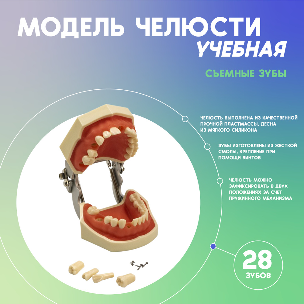 Модель челюсти человека со съемными зубами - купить с доставкой по ...