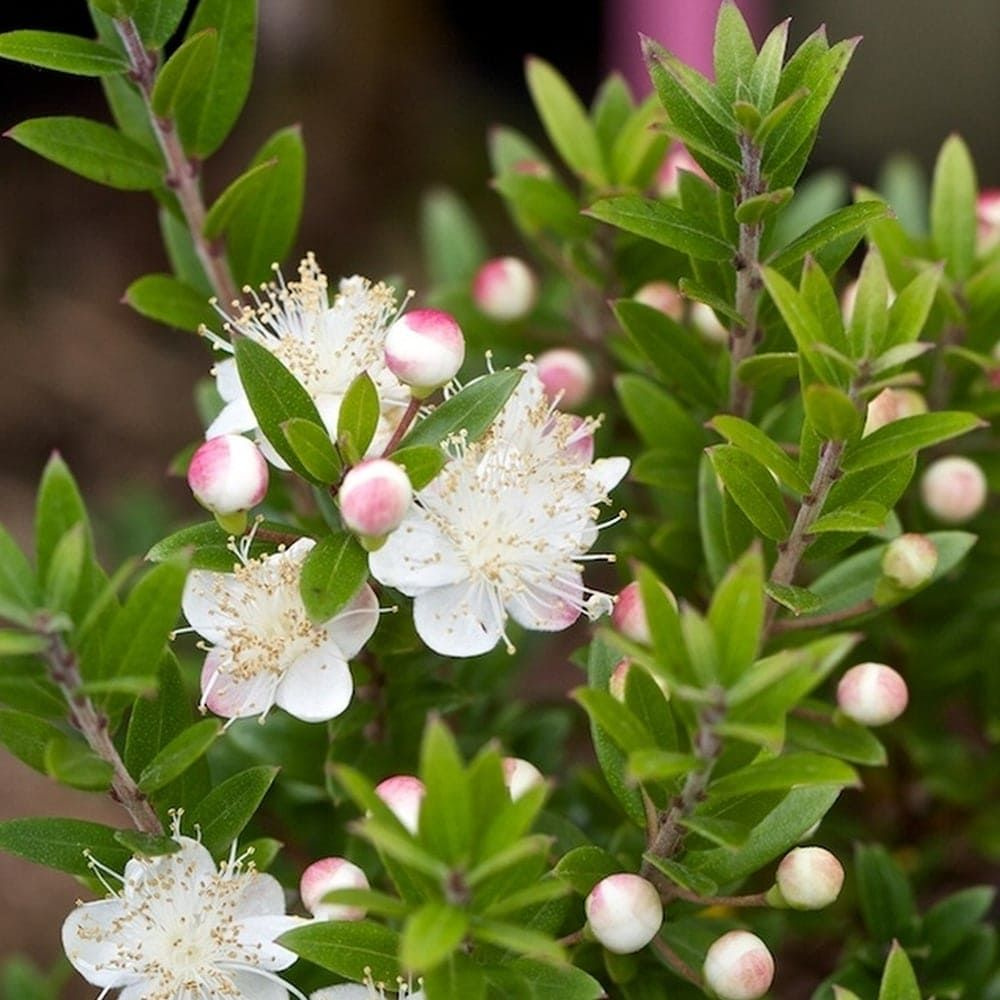 Мирт Обыкновенный (лат. Myrtus Сommunis) СЕМЕНА15 шт или 2 ягоды + подарочек