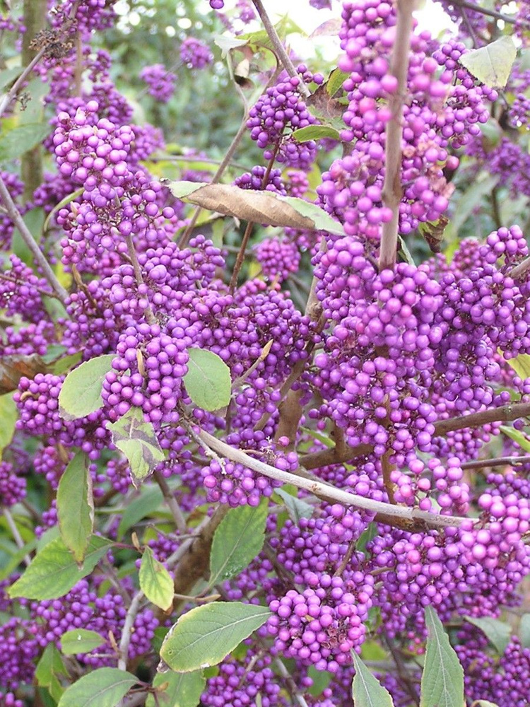 Семена Красивоплодник бодиньера (Callicarpa bodinieri), 10 штук #1