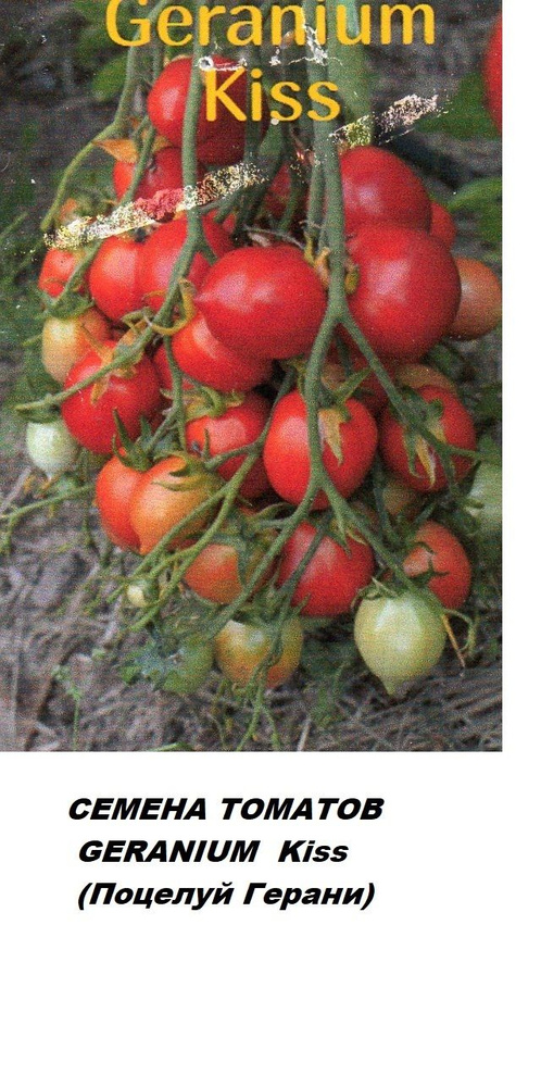 Томаты герань описание. Томаты герань описание. Томат жиголо биотехника. Томаты герань описание. Томат гераниум кисс мязина.