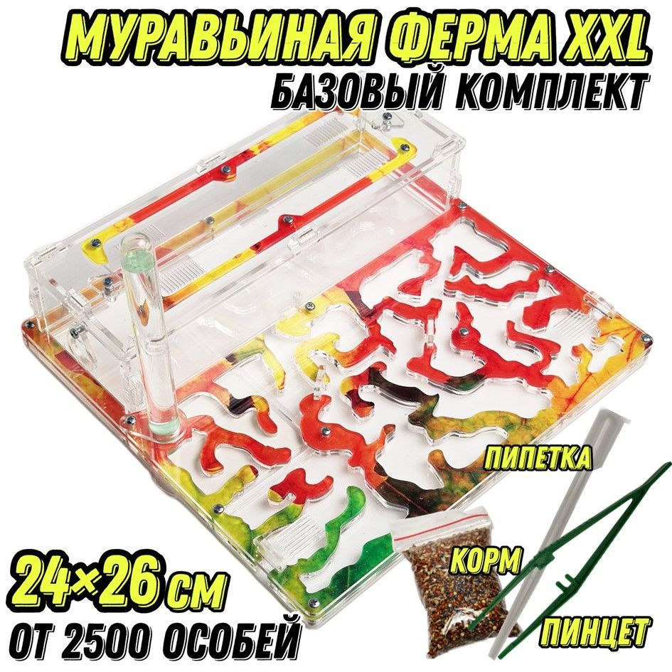 Большая муравьиная ферма "Клён" XXL 26x24см Базовый комплект  #1