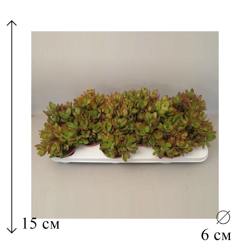Крассула Мани Мейкер 6/15 #1