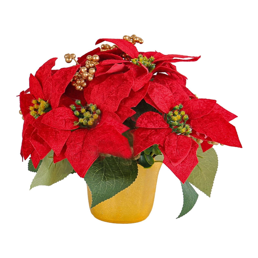 Рождественская звезда (пуансеттия) цветок