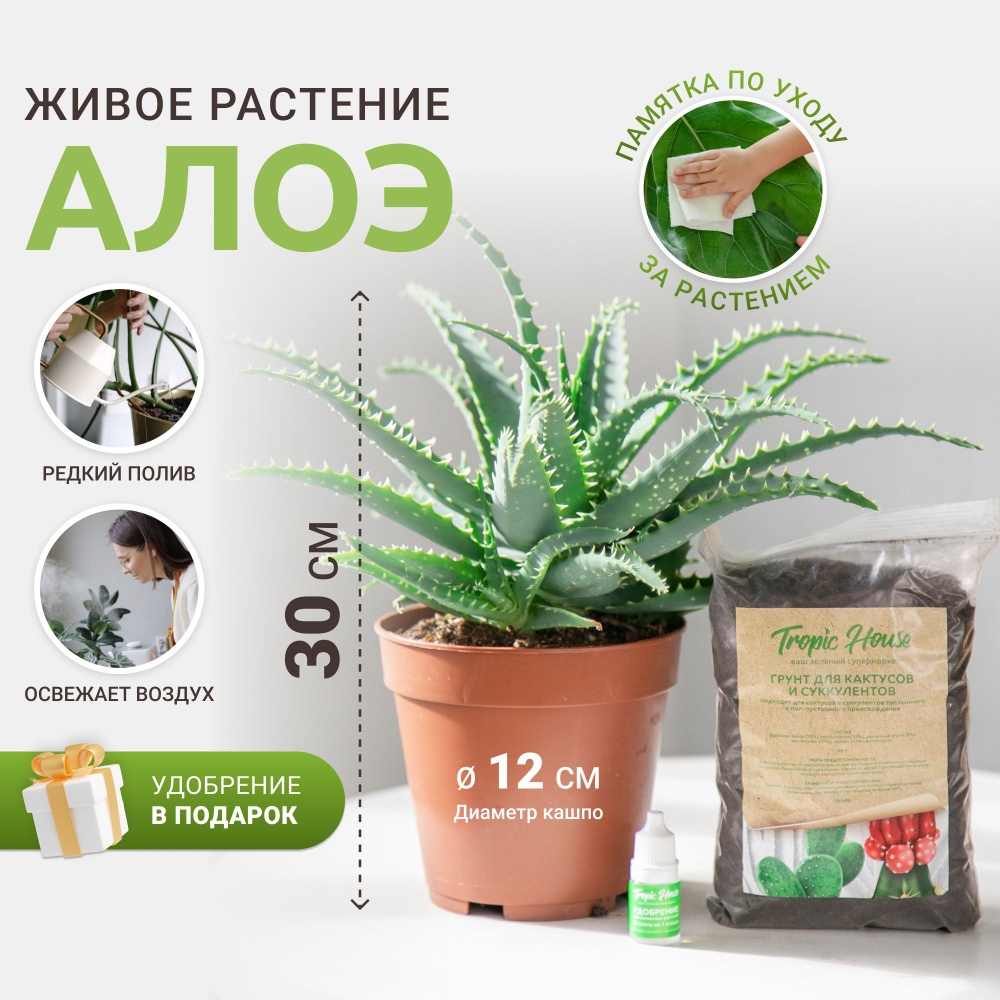 Алоэ Tropic House зеленый, 12 дм, 1 шт - купить по выгодной цене в  интернет-магазине OZON (737365762)