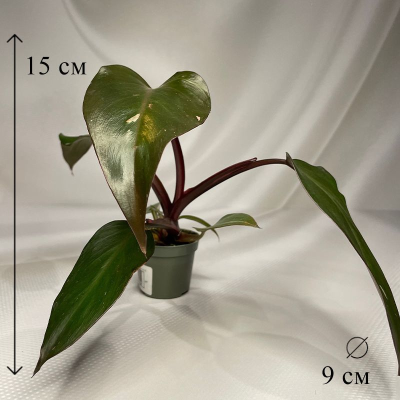 Филодендрон Пинк Принцесс 9/15 см #1