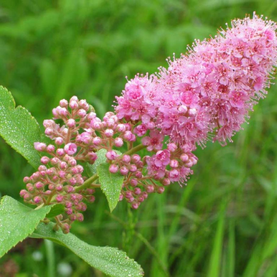 Спирея иволистная. Спирея иволистная розовая. Спирея иволистная Spiraea salicifolia. Таволга спирея иволистная.