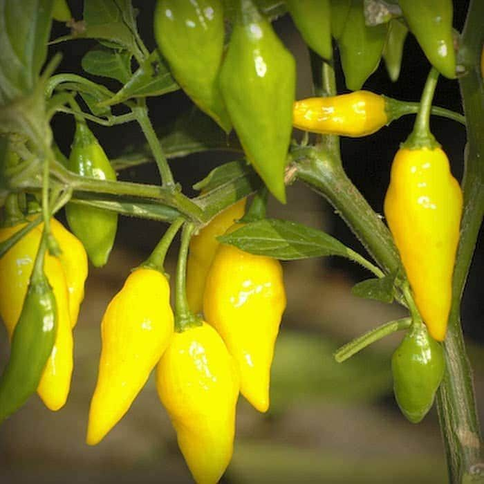 PERUVIAN LEMON VERY RARE SOUTH AMERICAN CITRUS FLAVOURED CHILLI 10 FRESH SEEDS e