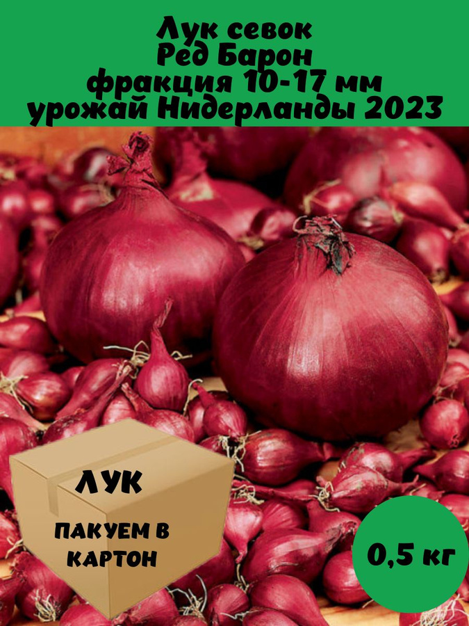 Лук севок красный ред барон. Лук севок ред барон описание отзывы. Лук севок ред барон описание отзывы. Лук ред барон описание сорта. Лук-севок ред кармен.