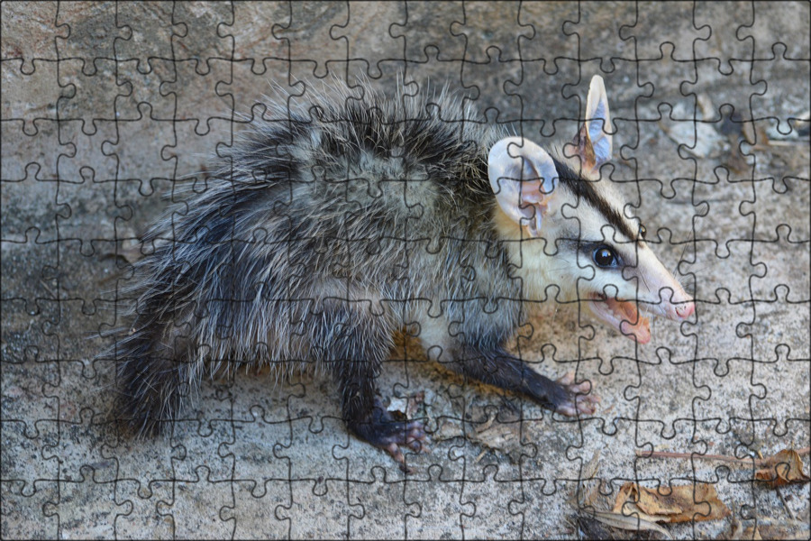 possum killing chickens - Ilustrasi 2