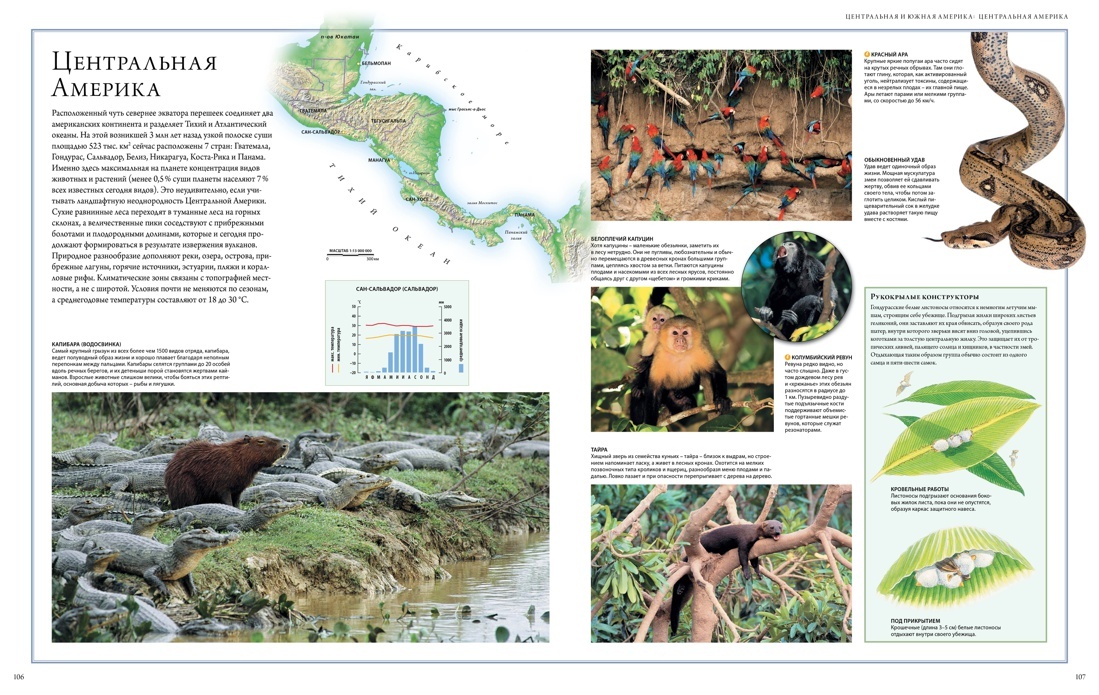 Животный мир. Иллюстрированный атлас | Animal World: Illustrated Atlas - Ozon image 3