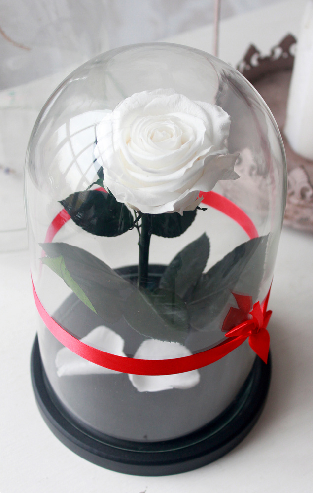 Стабилизированные цветы в стекле The Rose Dome Роза, 7 см, 700 гр купить повыгодной цене в интернет-магазине OZON (205792994)