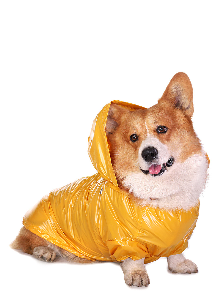 Дождевик для собаки Монморанси Корги желтый, M. Одежда для корги. - купить  с доставкой по выгодным ценам в интернет-магазине OZON (198039999)