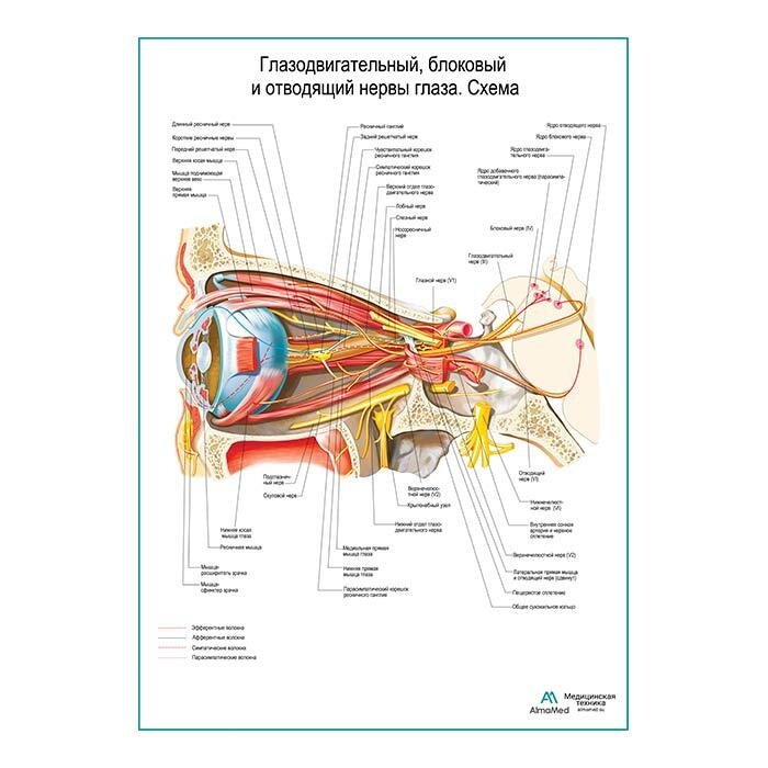 Глазодвигательный, блоковый, отводящий нервы глаза. Схема (анатомия человека), плакат глянцевый А2+, #1