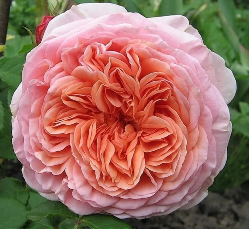 Роза английская Abraham Darby (Абрахам дерби)