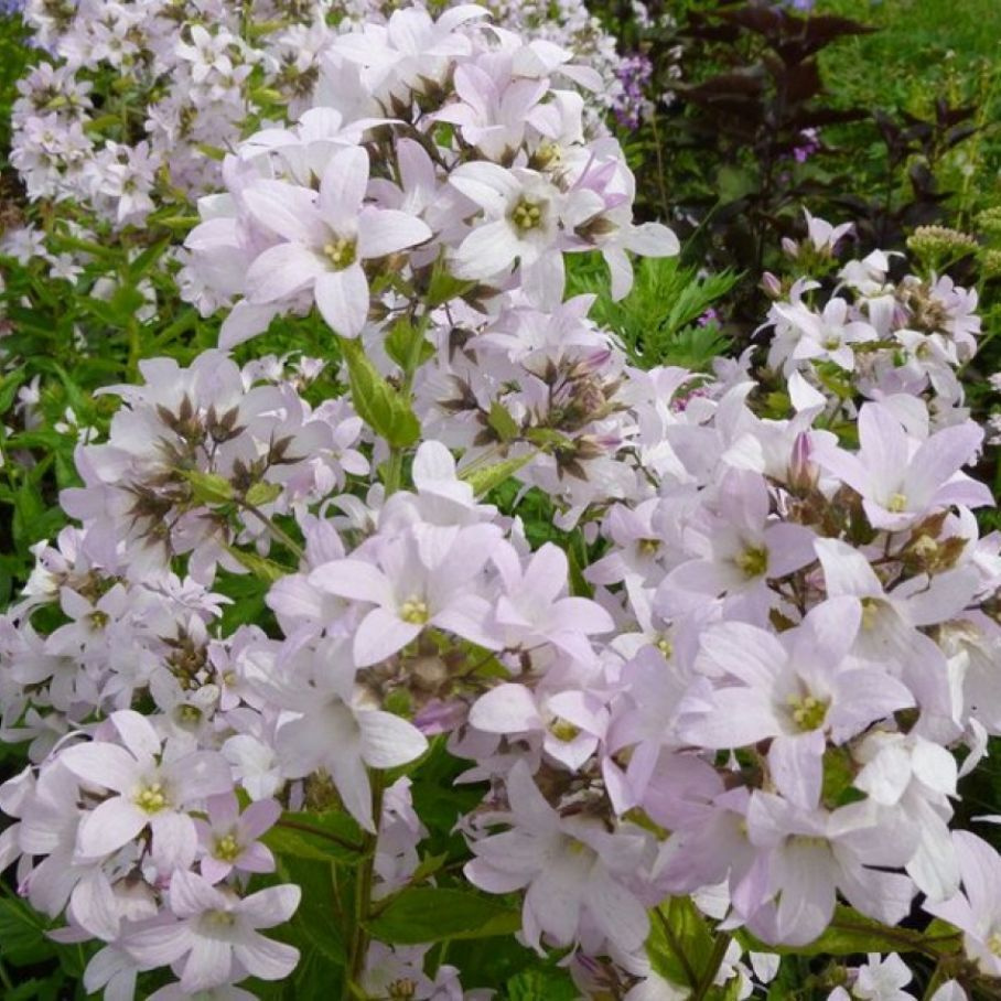 Колокольчик молочноцветковый Лоддон Анна - купить с доставкой по ...