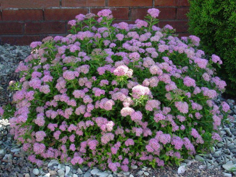 Спирея японская Литтл Принцесс - купить с доставкой по выгодным ценам в ...