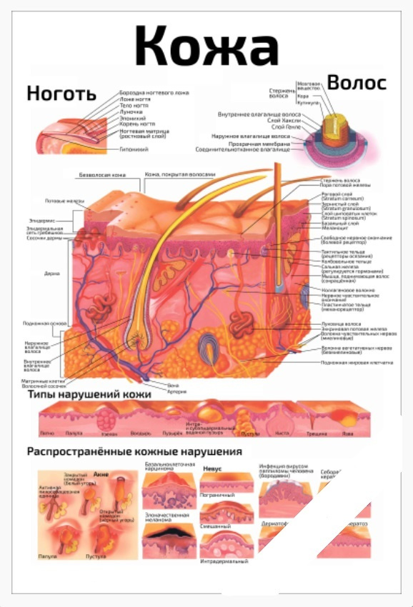 Кожа Плакат Анатомический А2 #1