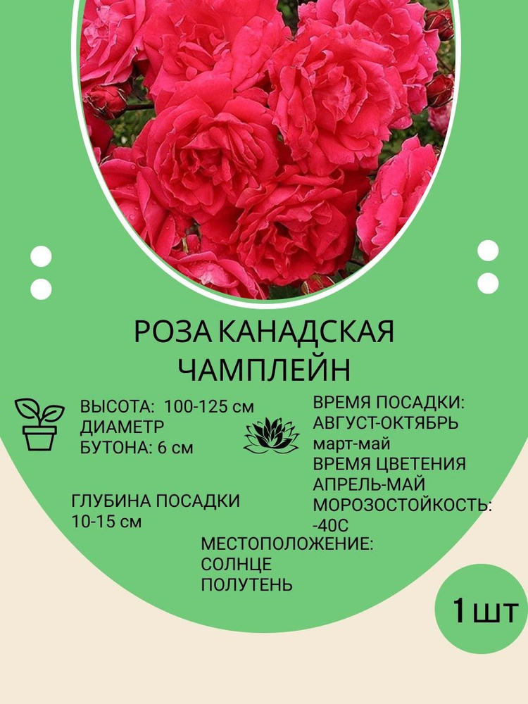 Роза плетистая, канадская, многолетние цветы для сада и дачи - купить с доставкой по выгодным ценам в интернет-магазине OZON (672789301)