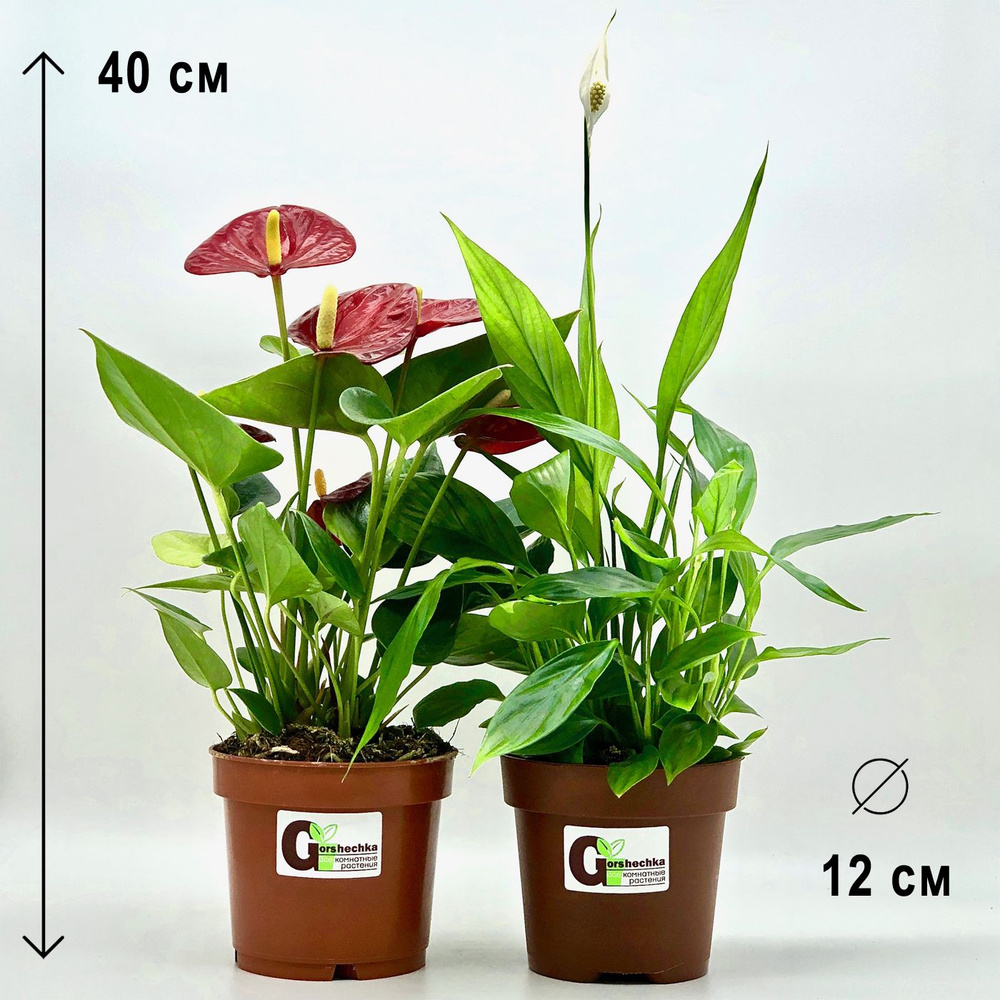 Набор 2 растения (d12): Антуриум красный, Спатифиллум, высота 30-40см