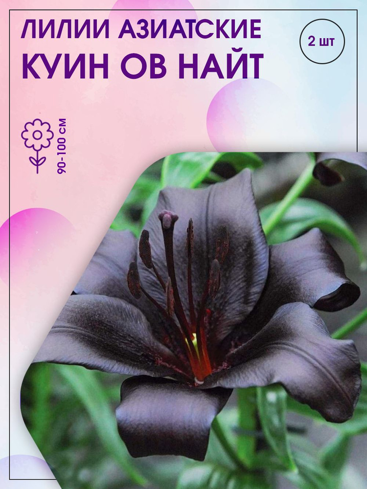 Лилия куин оф Найт