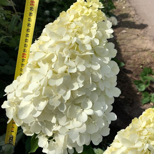 Гортензия Полярный Медведь (метельчатая), 2 саженца в горшке Р9 (0.5 л ...