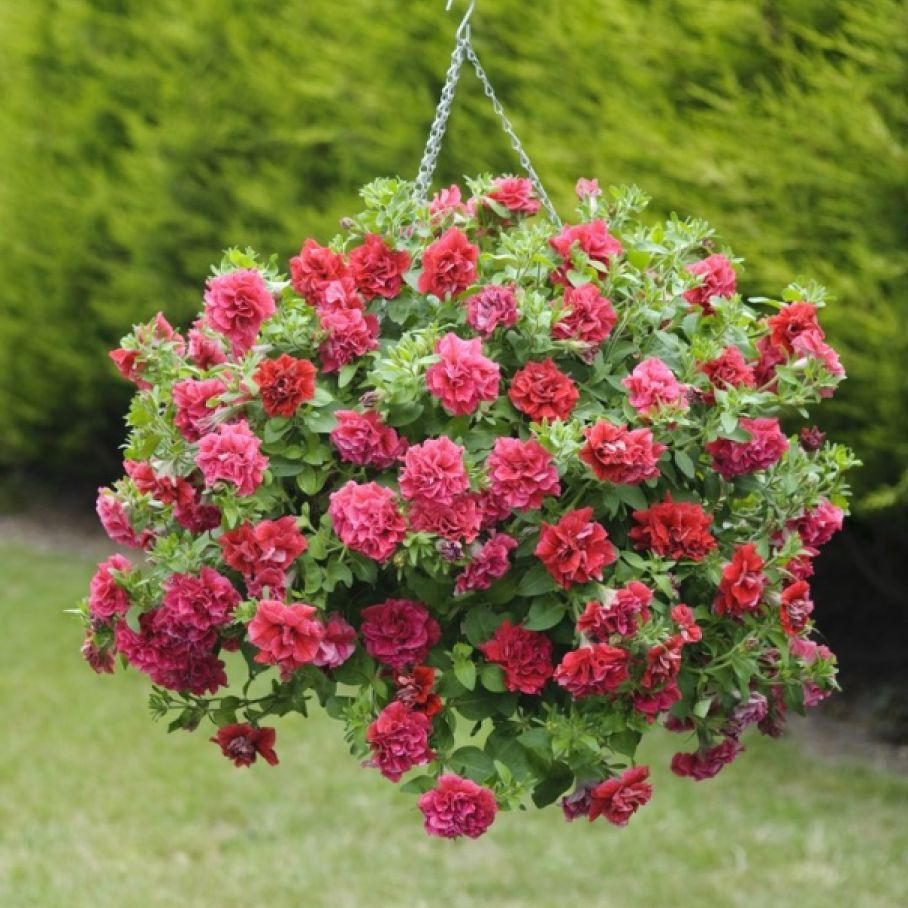 Петуния вегетативная Тумбелина Инга - купить с доставкой по выгодным ...