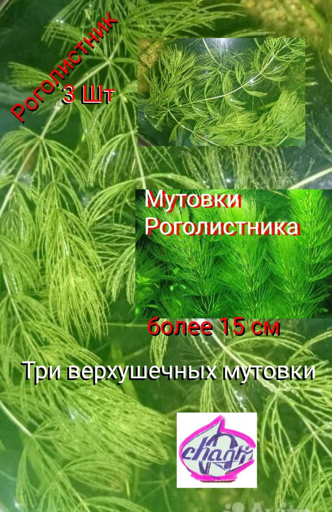 Роголистник #1