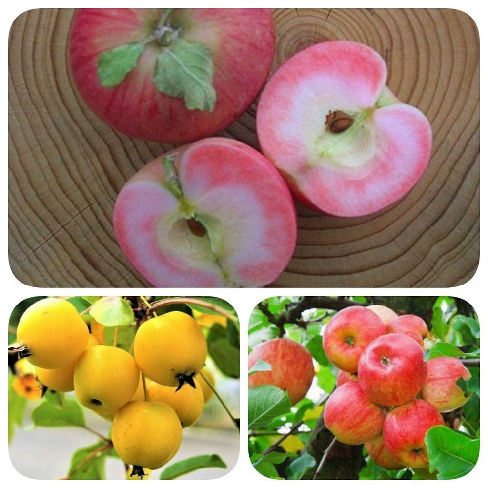 Набор саженцев яблони 3шт. Розовая Китайка - купить с доставкой по выгоднымценам в интернет-магазине OZON (1160769719)