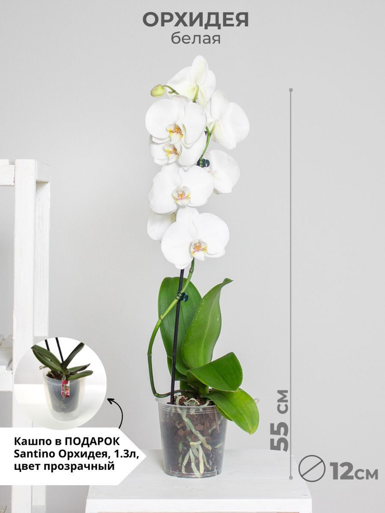Украшение декоративное Орхидеи Маркет в ассортименте