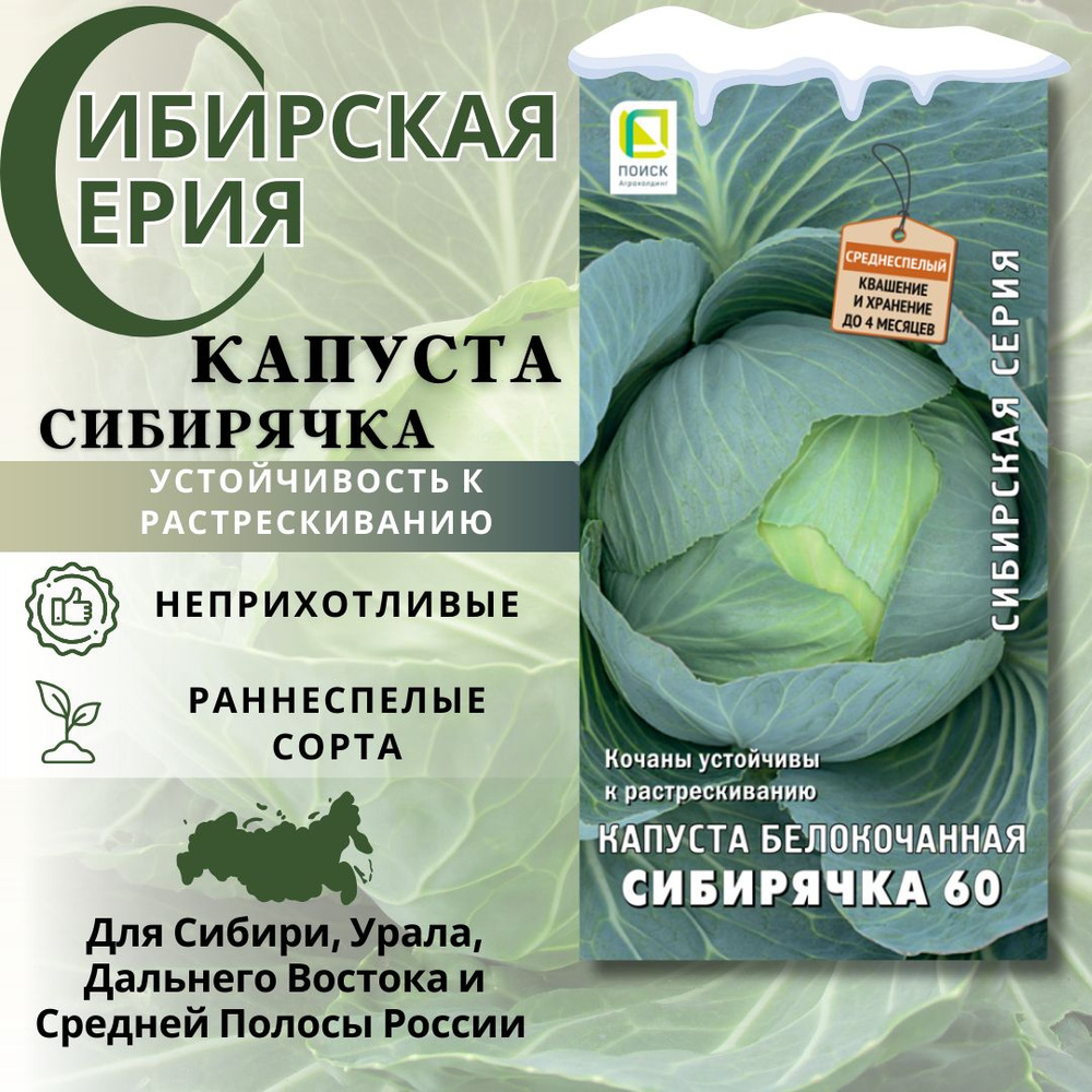 Капуста белокочанная "Сибирячка 60" семена овощей для посадки, семена на рассаду  #1