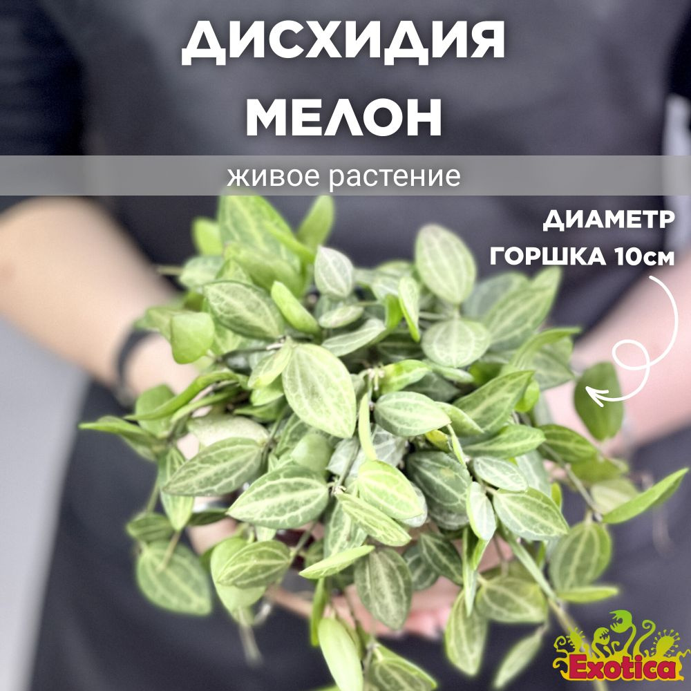 Дисхидия Мелон (Dischidia Ovata Watermelon) D10см #1