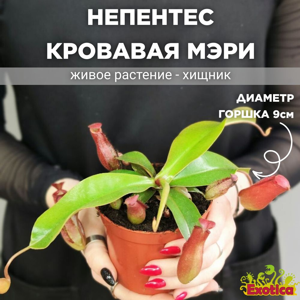 Непентес Кровавая Мэри (Nepenthes Bloody Mary) D9см