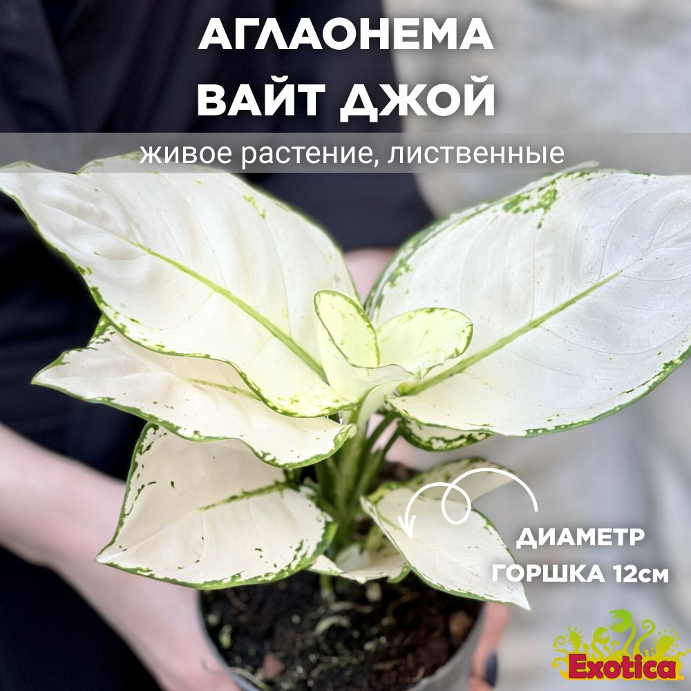 Аглаонема Вайт Джой (Aglaonema White Joy) D12см