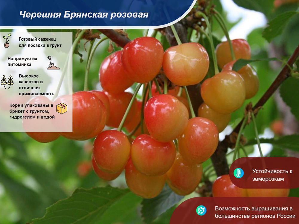 Саженец Черешня #1