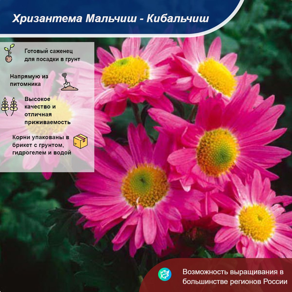 Саженец #1