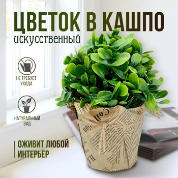 Бугенвиллия: уход в домашних условиях, фото, виды, сорта, пересадка, болезни и вредители цветка