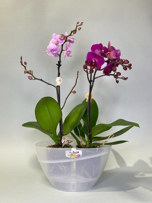 Горшок для орхидей Calipso 2л; 13 х 24 х 13 см, автополив прозрачный ...