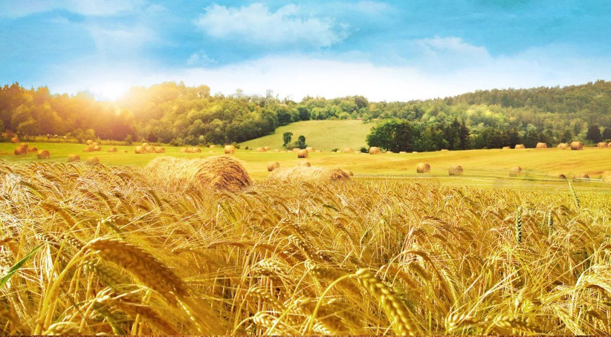 Клетчатка пшеничная для похудения 1кг купить на OZON по низкой цене ...