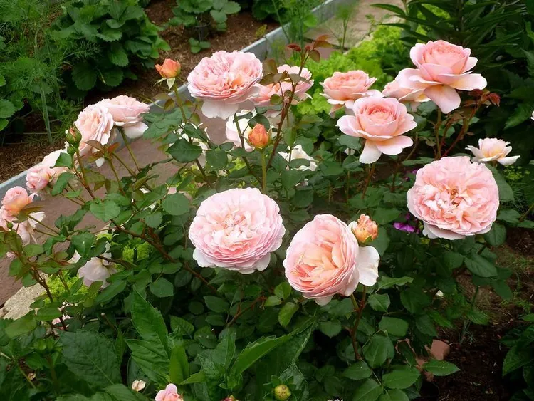 Как выбрать саженцы роз в интернет-магазине Ozon