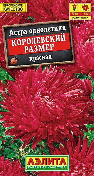 Астра Королевский размер красная #1